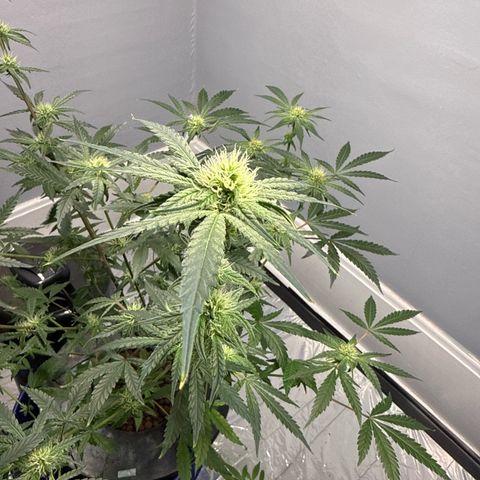 Blueberry Muffin growlog timeline photo