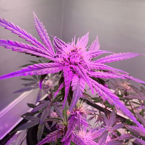 Blueberry Muffin growlog timeline photo