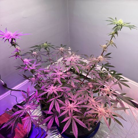 Blueberry Muffin growlog timeline photo