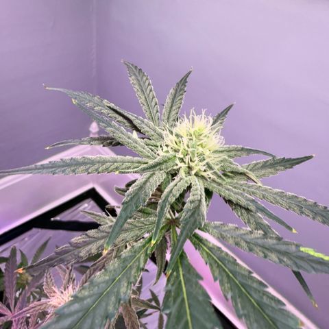 Blueberry Muffin growlog timeline photo