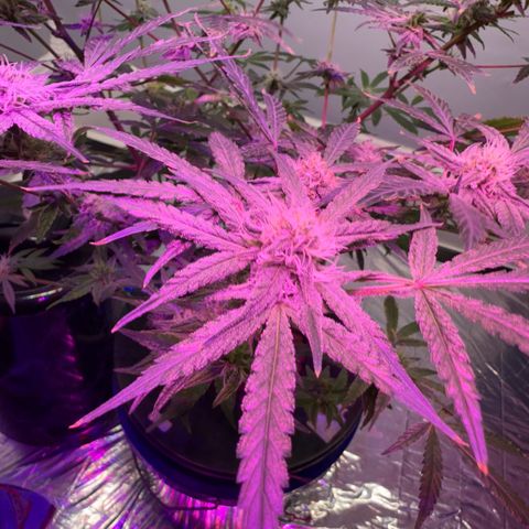 Blueberry Muffin growlog timeline photo