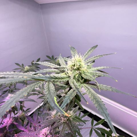 Blueberry Muffin growlog timeline photo