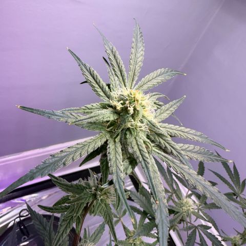 Blueberry Muffin growlog timeline photo