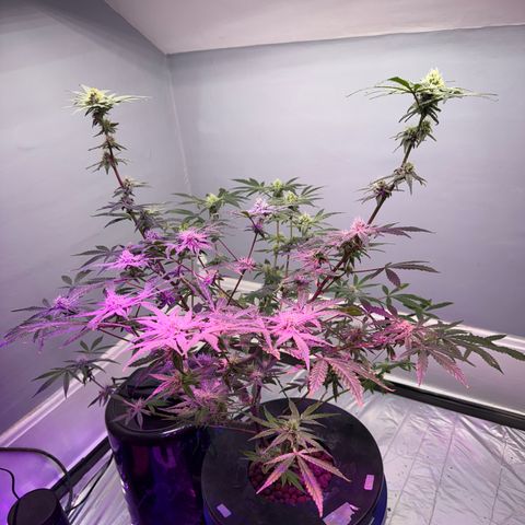 Blueberry Muffin growlog timeline photo