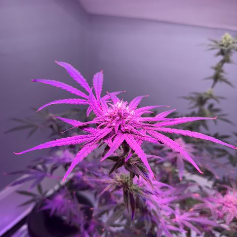 Blueberry Muffin growlog timeline photo