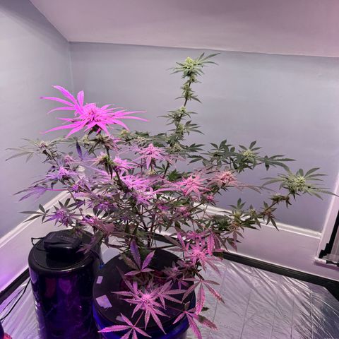 Blueberry Muffin growlog timeline photo