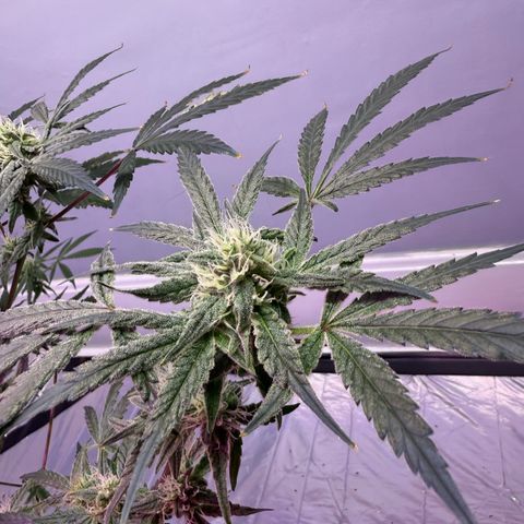 Blueberry Muffin growlog timeline photo