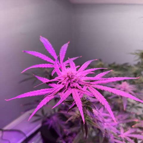 Blueberry Muffin growlog timeline photo