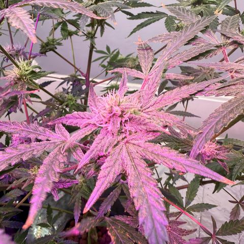 Blueberry Muffin growlog timeline photo