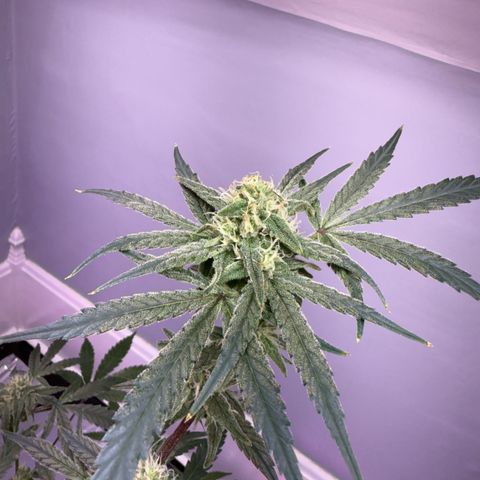 Blueberry Muffin growlog timeline photo