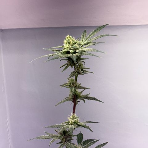 Blueberry Muffin growlog timeline photo