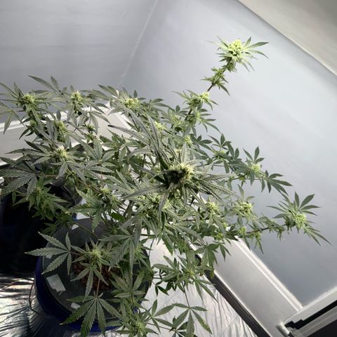 Blueberry Muffin growlog timeline photo