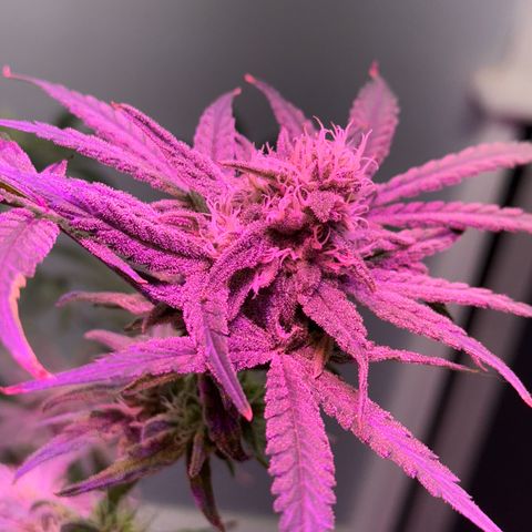 Blueberry Muffin growlog timeline photo