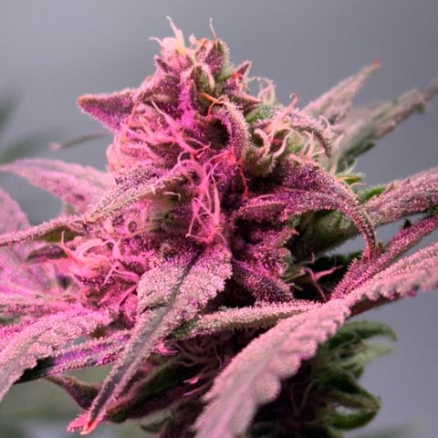 Blueberry Muffin growlog timeline photo