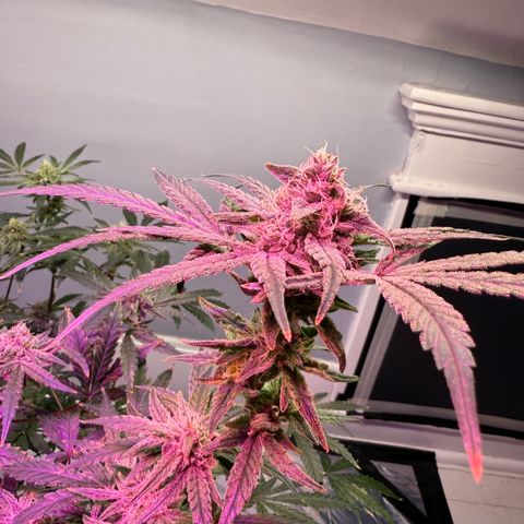 Blueberry Muffin growlog timeline photo
