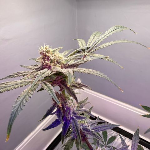 Blueberry Muffin growlog timeline photo