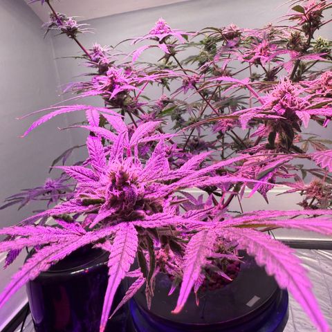 Blueberry Muffin growlog timeline photo