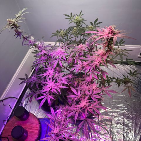 Blueberry Muffin growlog timeline photo