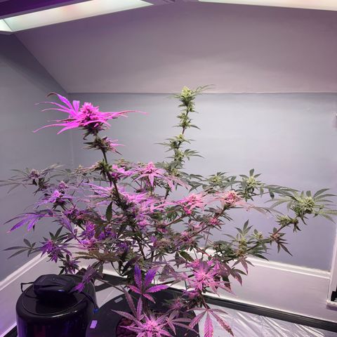 Blueberry Muffin growlog timeline photo