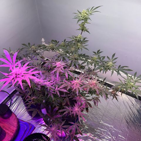 Blueberry Muffin growlog timeline photo