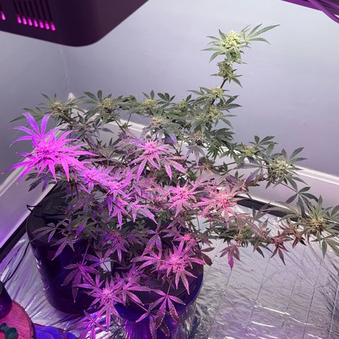 Blueberry Muffin growlog timeline photo