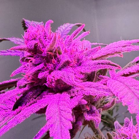 Blueberry Muffin growlog timeline photo
