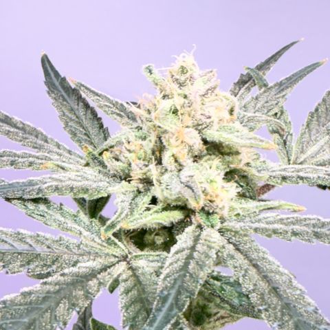 Blueberry Muffin growlog timeline photo