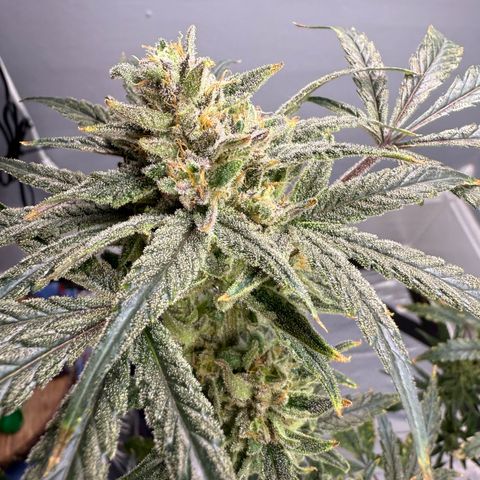 Blueberry Muffin growlog timeline photo