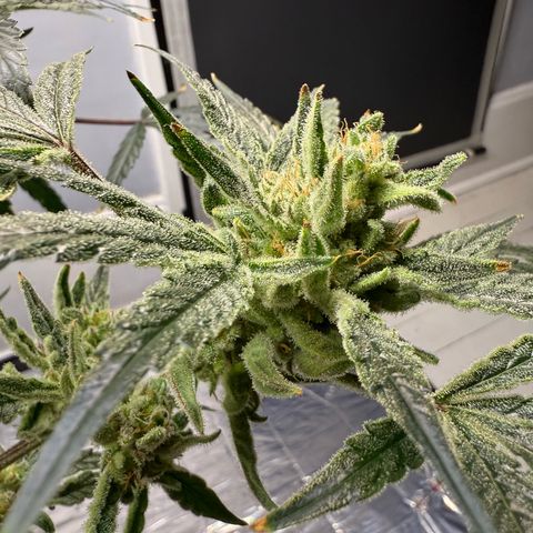 Blueberry Muffin growlog timeline photo