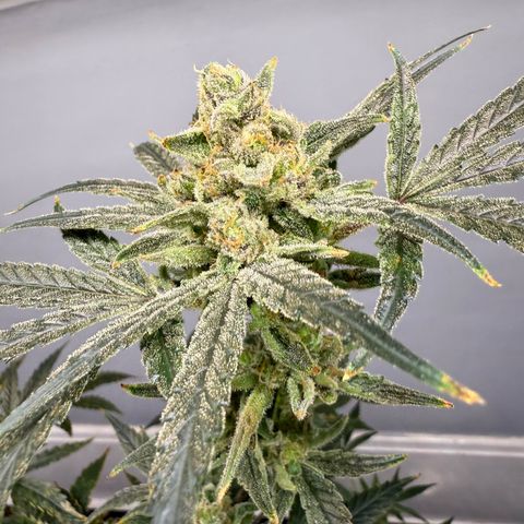 Blueberry Muffin growlog timeline photo