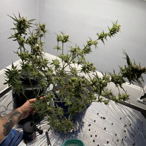 Blueberry Muffin growlog timeline photo