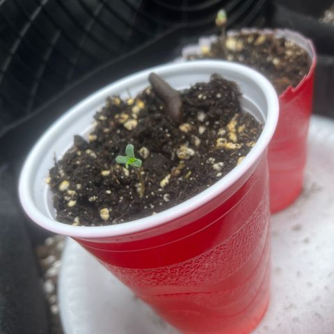 Yoda soda  growlog timeline photo