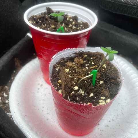 Yoda soda  growlog timeline photo
