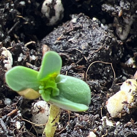 Yoda soda  growlog timeline photo