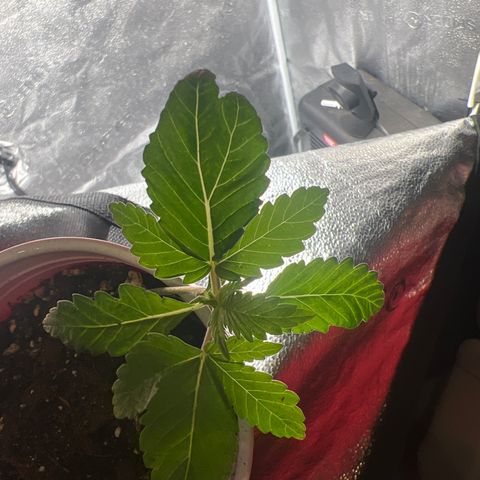 Yoda soda  growlog timeline photo