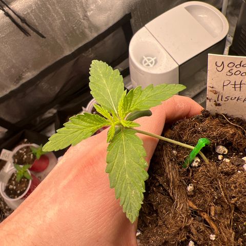 Yoda soda  growlog timeline photo