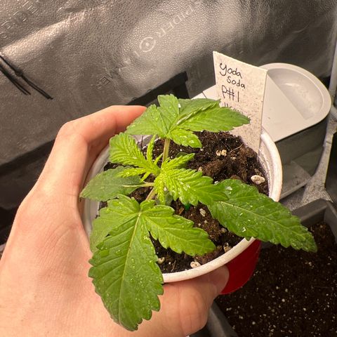 Yoda soda  growlog timeline photo