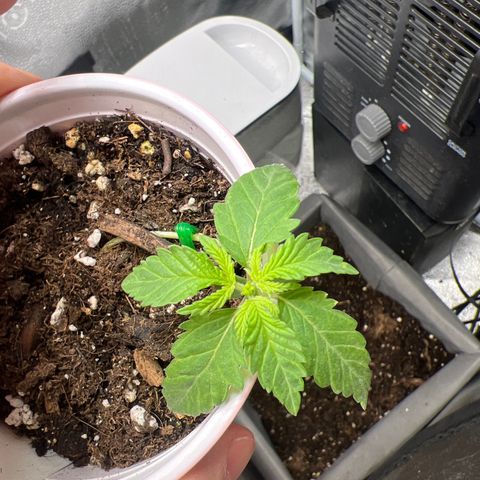 Yoda soda  growlog timeline photo