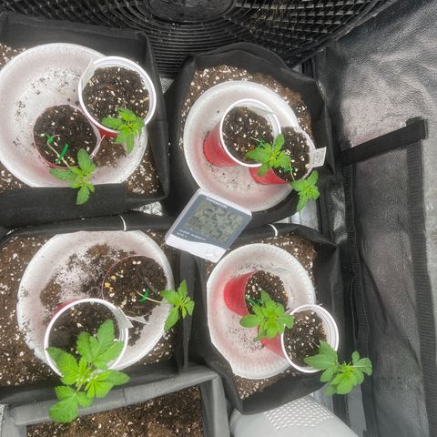 Yoda soda  growlog timeline photo