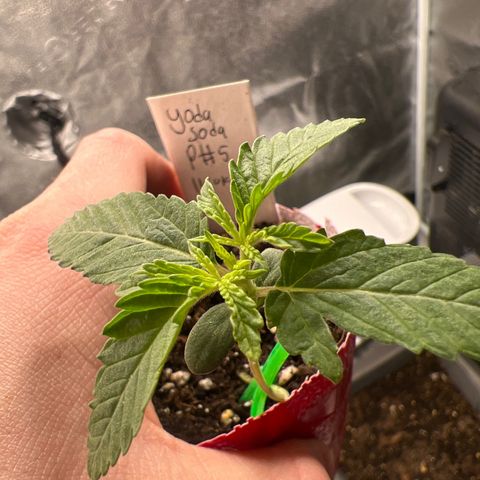 Yoda soda  growlog timeline photo