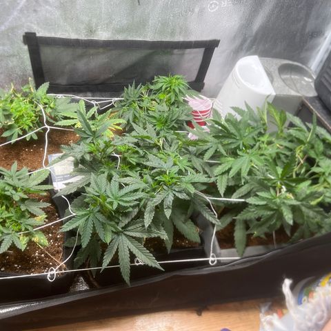 Yoda soda  growlog timeline photo