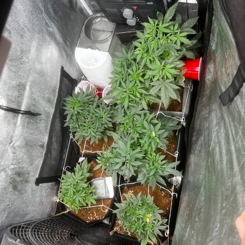 Yoda soda  growlog timeline photo