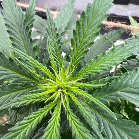 Yoda soda  growlog photo: 1 female,  1 male for pollen collection.
