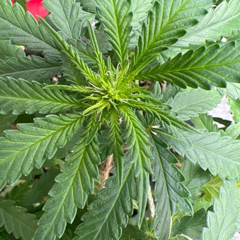 Yoda soda  growlog photo: 1 female,  1 male for pollen collection.
