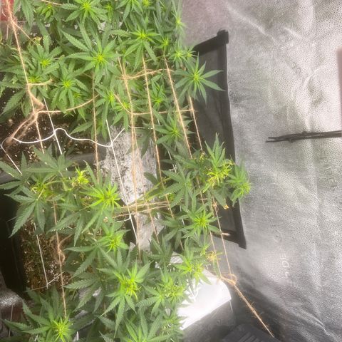 Yoda soda  growlog photo: 1 female,  1 male for pollen collection.
