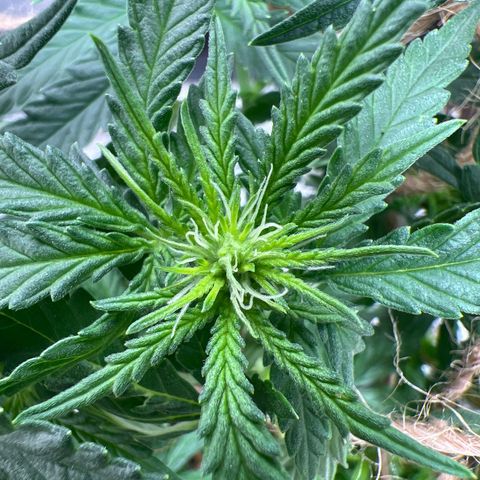 Yoda soda  growlog photo: 1 female,  1 male for pollen collection.
