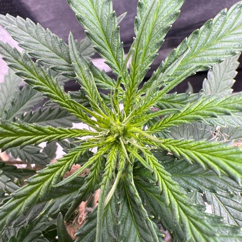 Yoda soda  growlog photo: 1 female,  1 male for pollen collection.
