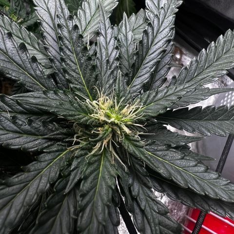 Yoda soda  growlog timeline photo