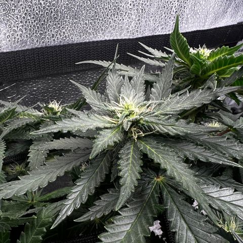 Yoda soda  growlog timeline photo