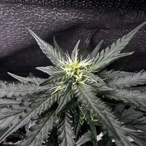 Yoda soda  growlog timeline photo